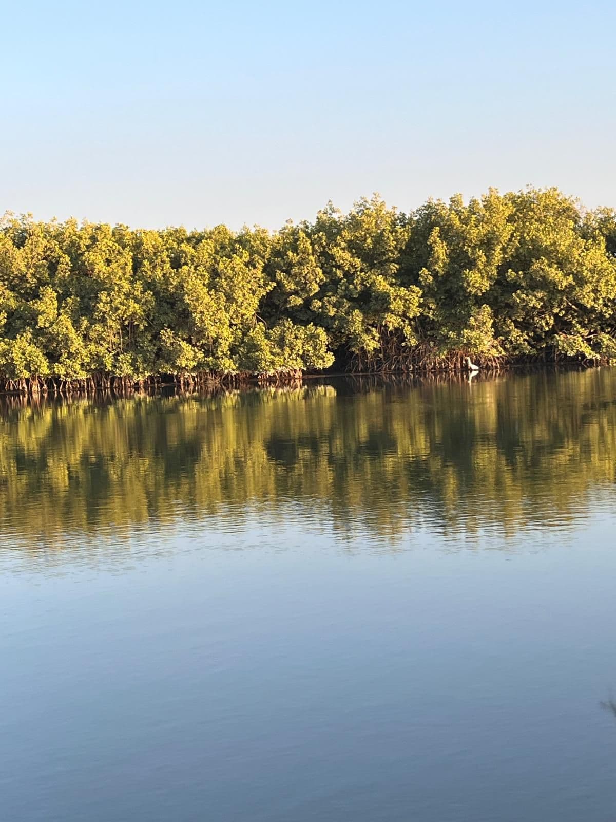 Mangrovefloden i kvällsljus